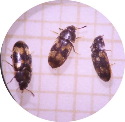 Réf. 317 727 : Litargus connexus